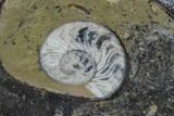 Fossil Orthoceras & Goniatite Oval Plate - Stoneware #140225-1